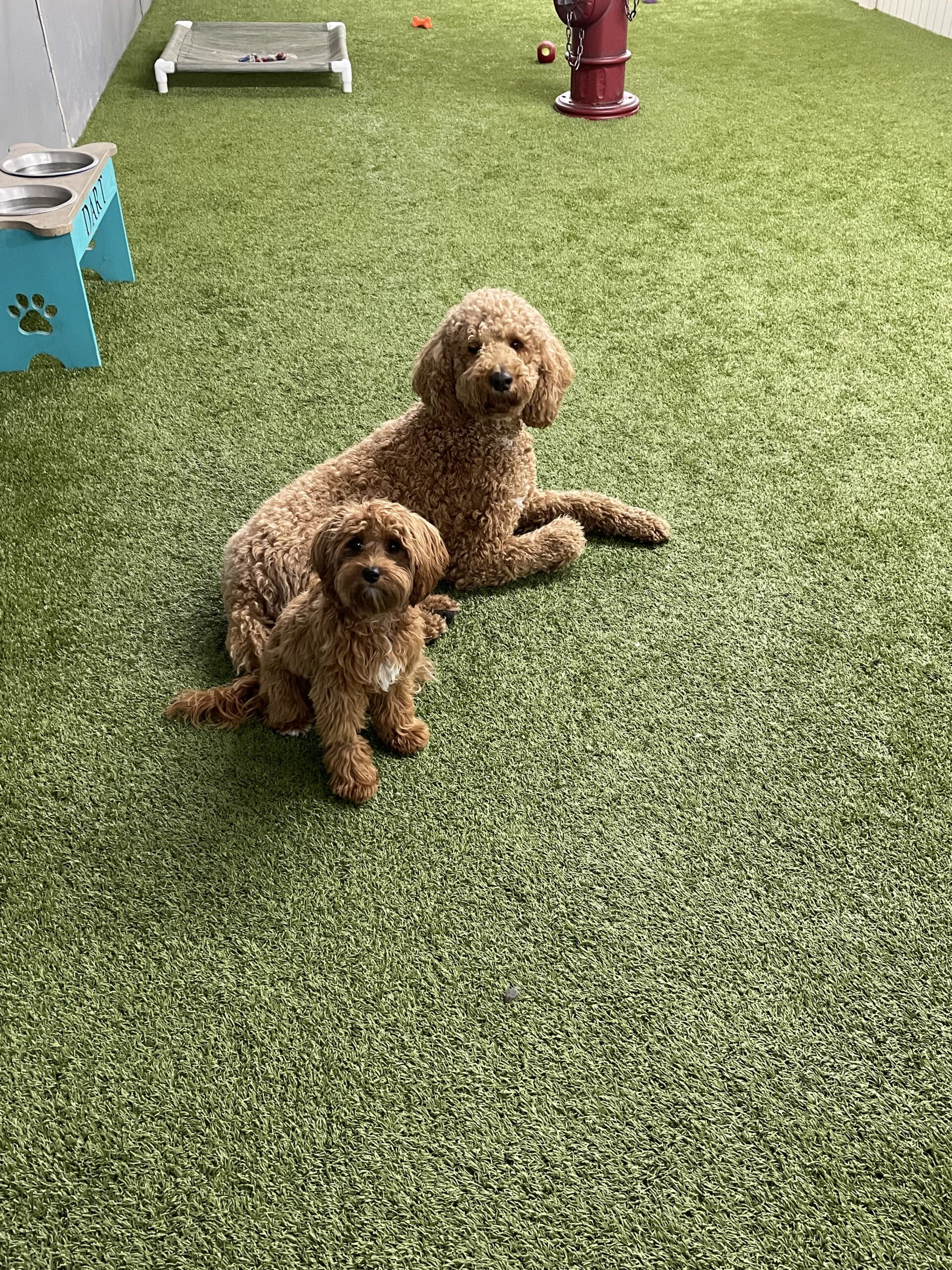 Two dogs relaxing in the All The Raige daycare play area
